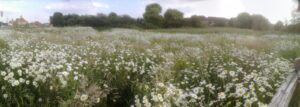 Wild flowers